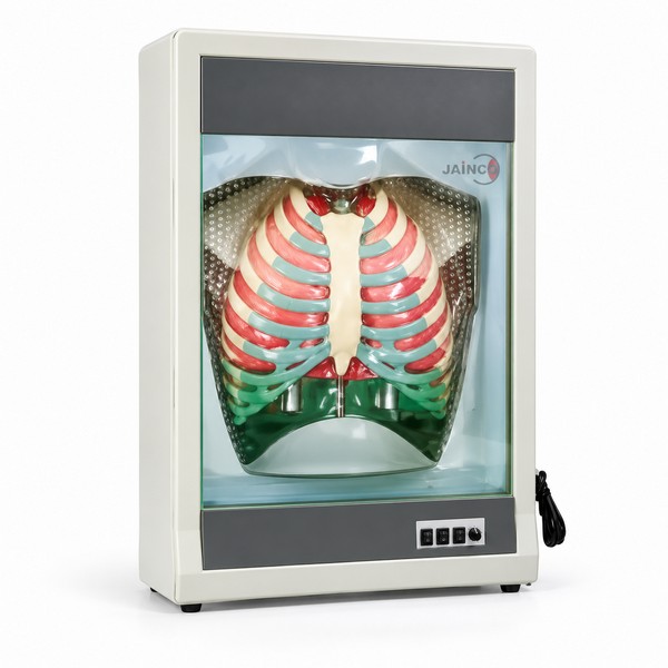 Human Respiration Model